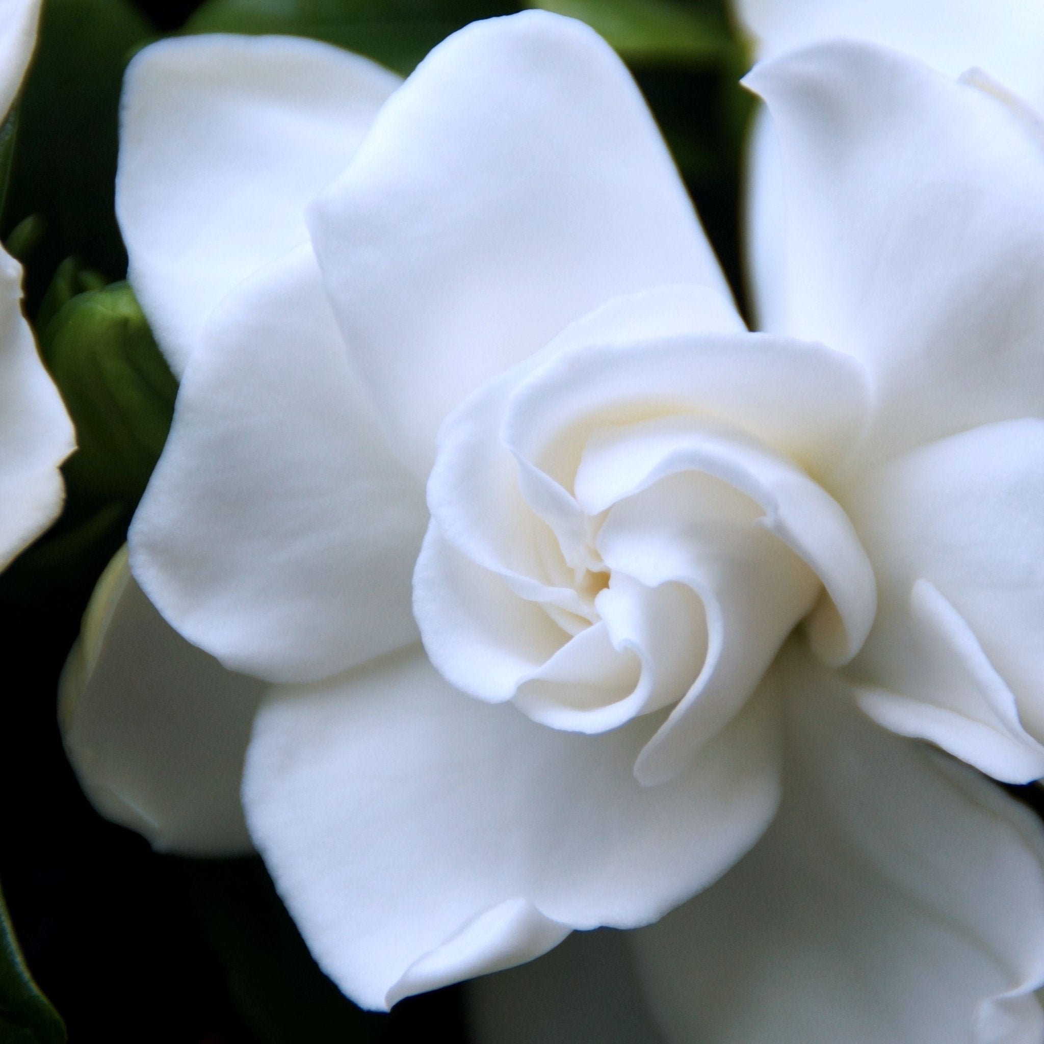4 Types of Floral Fragrances to Enjoy This Year - LUMIRA