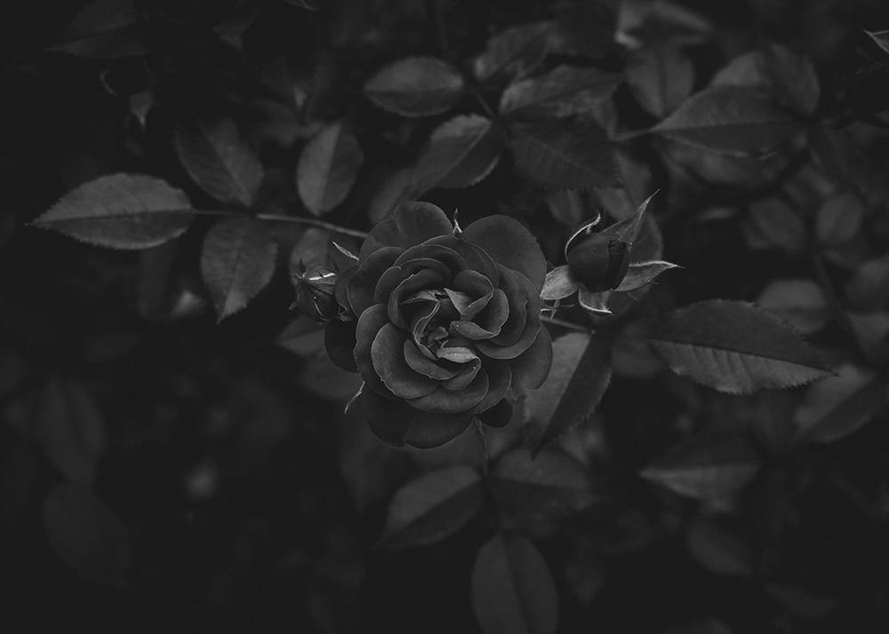 The making of Persian Rose - LUMIRA