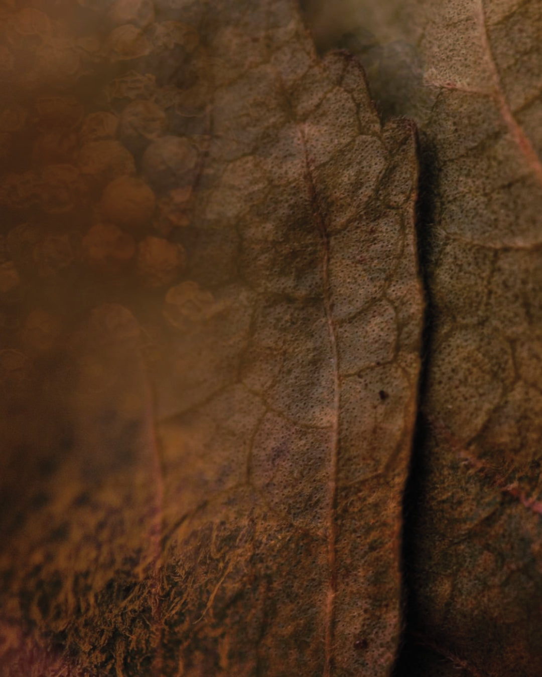 The dark reddish grain of akigalawood