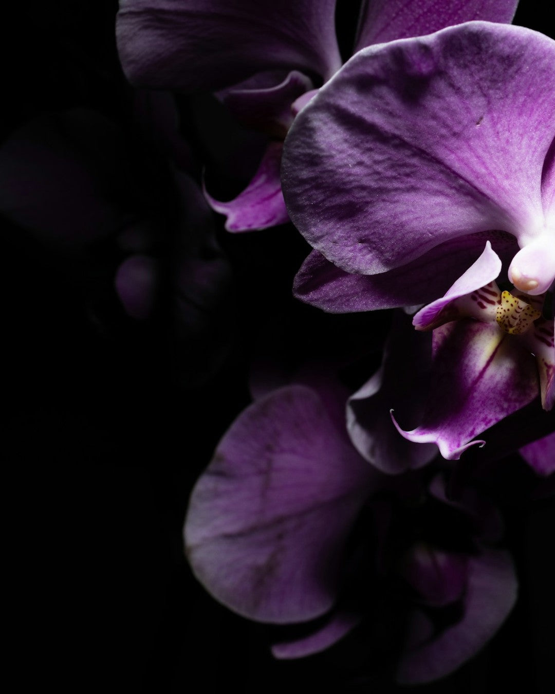 A magenta orchid bloom lit against a black background