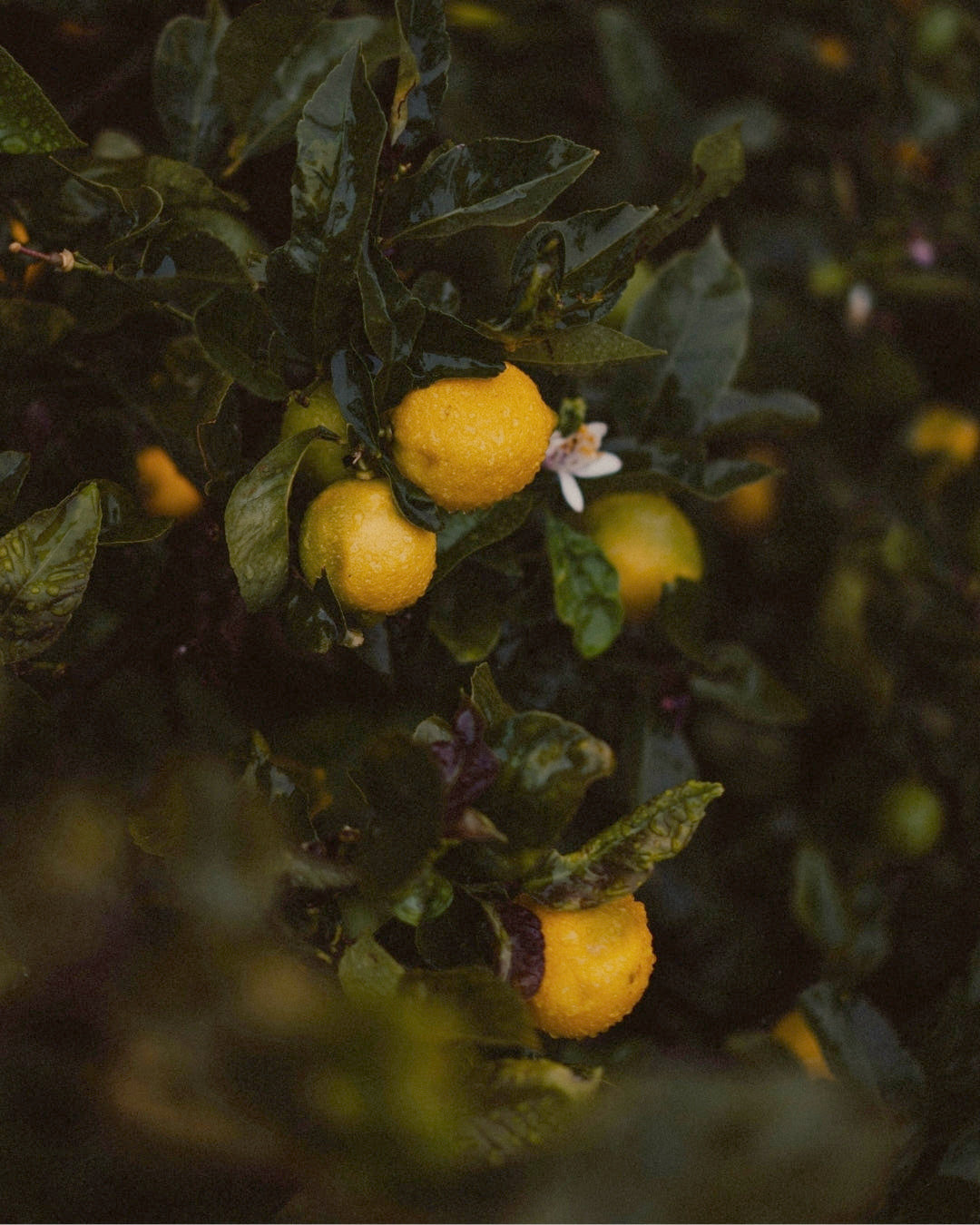 Small unripe citrus fruit on a dark branch