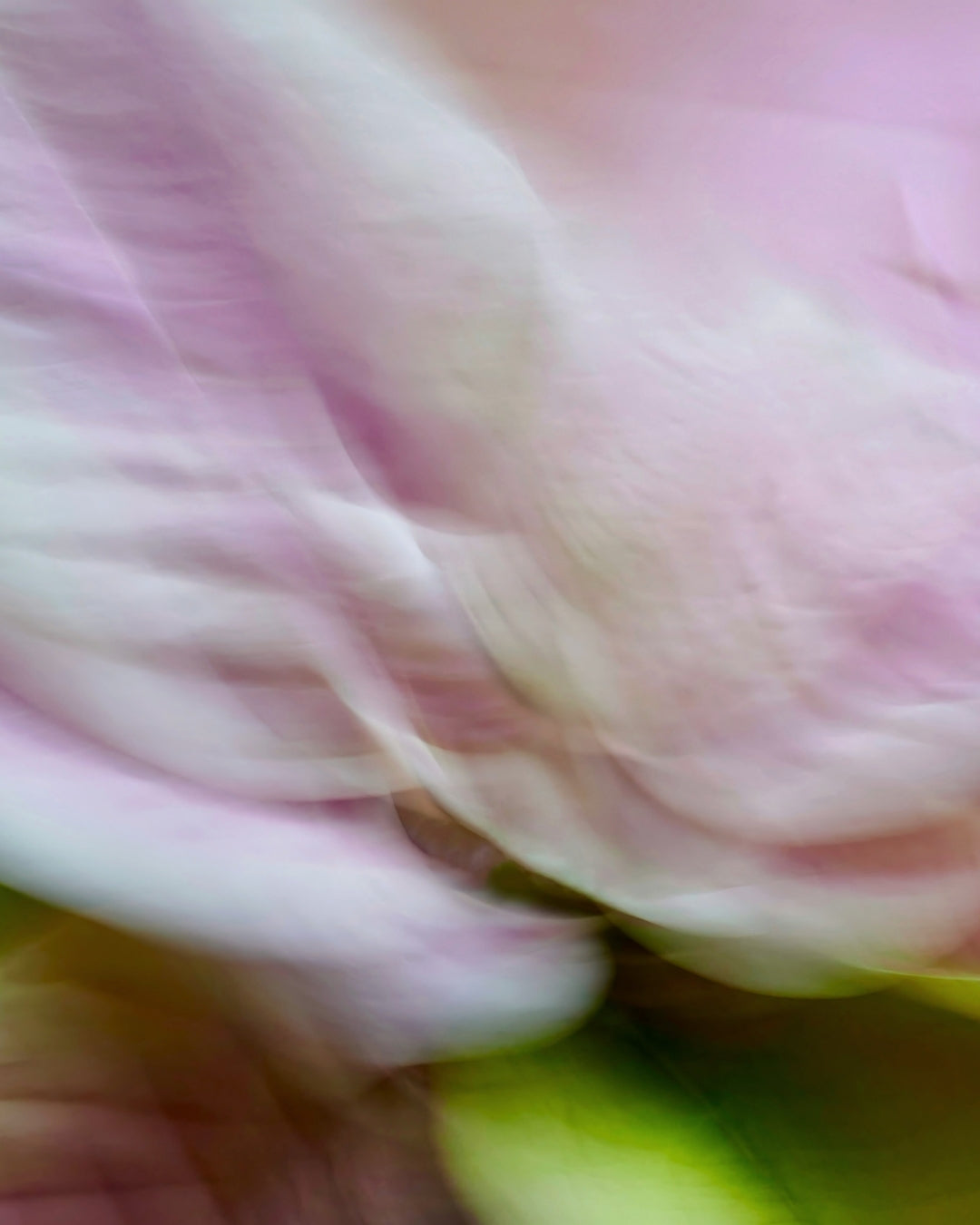 Soft pale petals in close-up