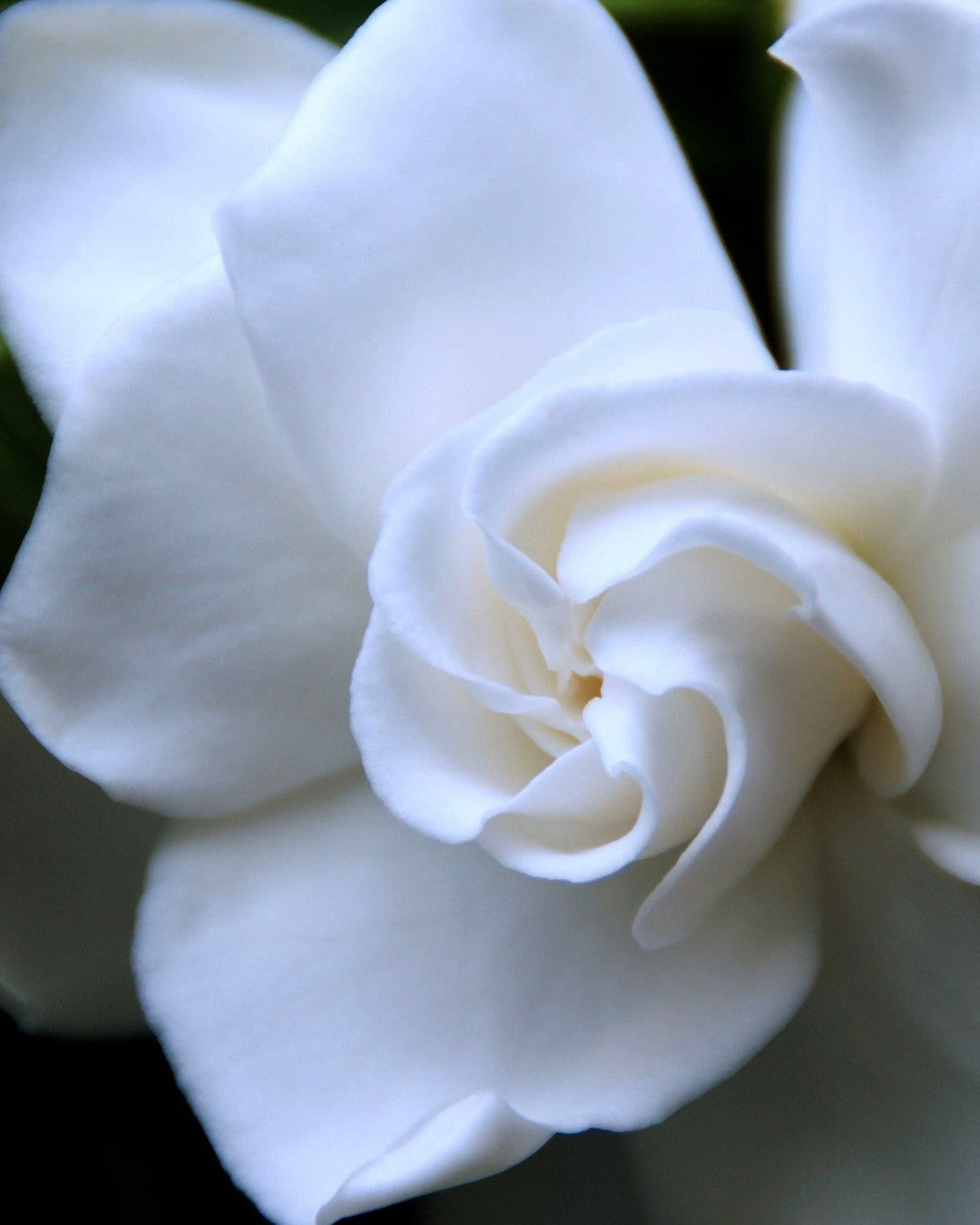 A white gardenia bloom with layered petals