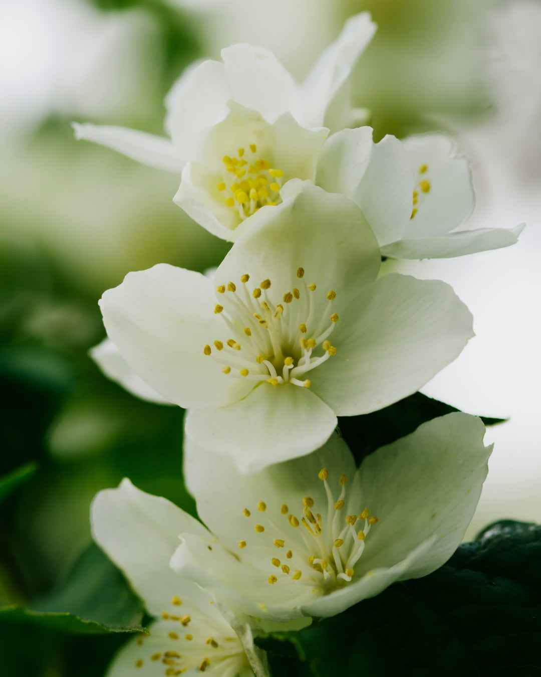 White jasmine blossoms with yellow centres among green leaves