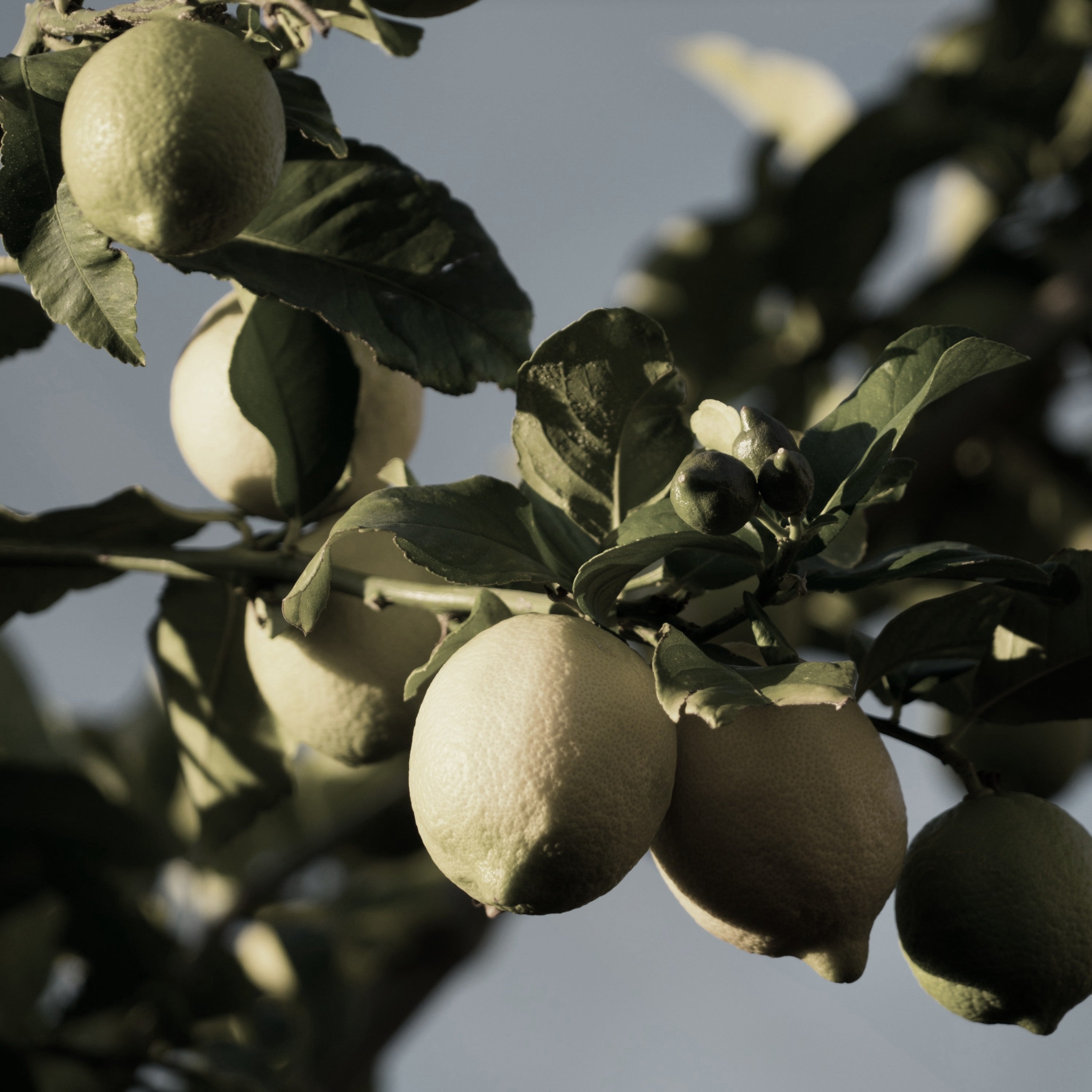 Lemons ripening on the branch in a Sicilian grove, the inspiration for LUMIRA Sicilian Citrus