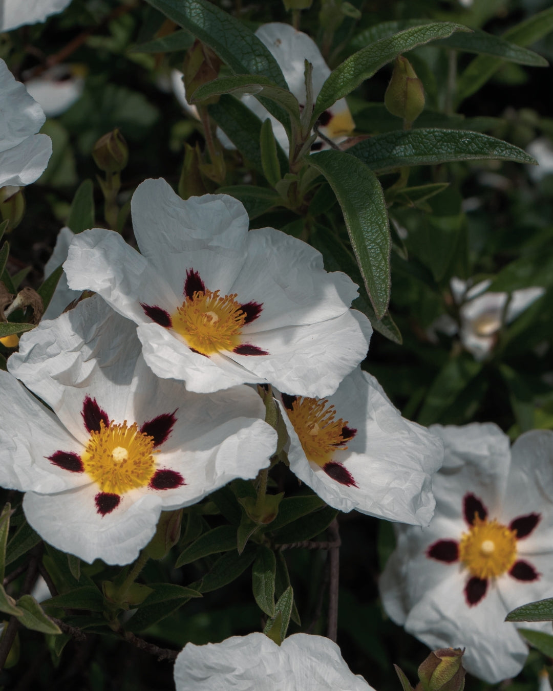 White rock rose flowers with golden centres, the source of labdanum