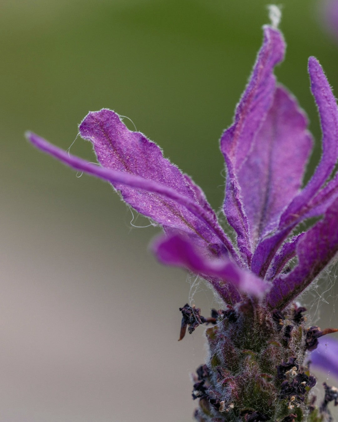 A violet lavender flower head in close-up