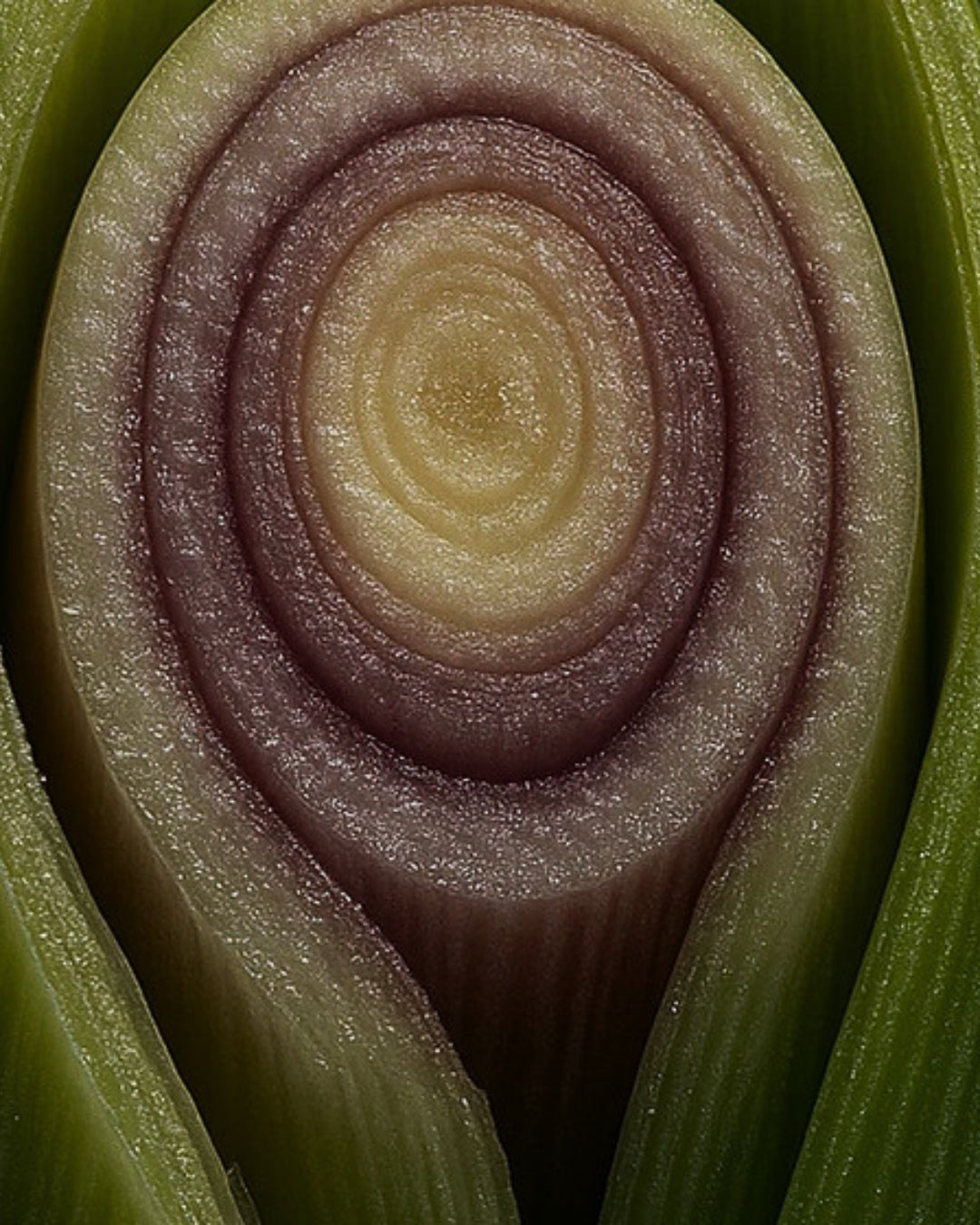 A cut cross-section of a lemongrass stalk