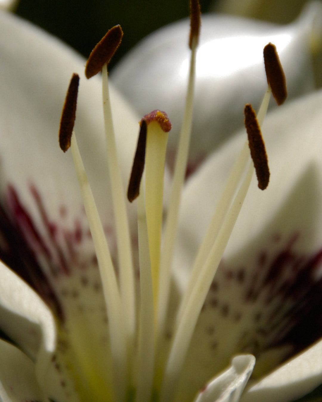 The interior of a white lily showing its stamens