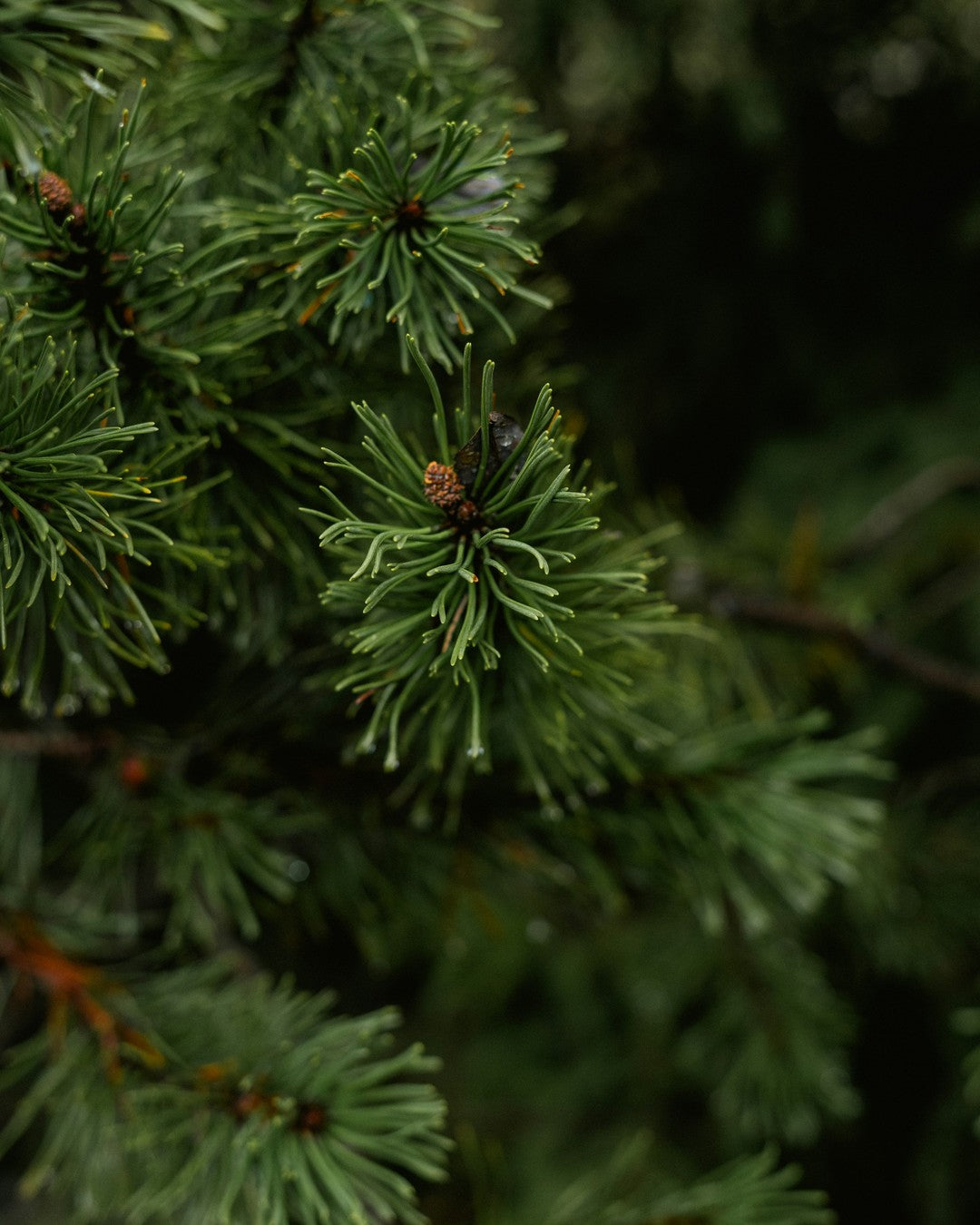 Dark green pine needles on the branch