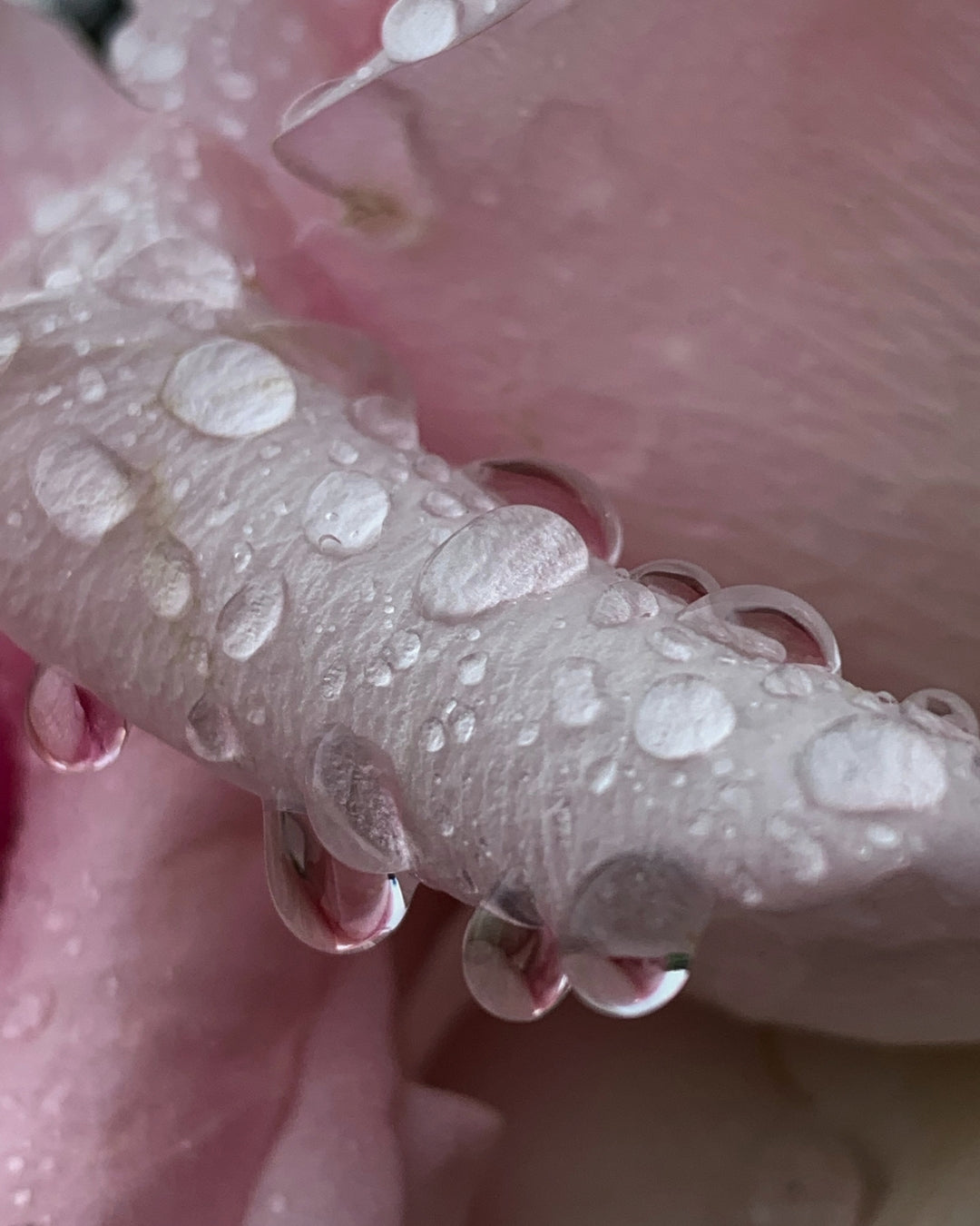 A pink rose petal beaded with water