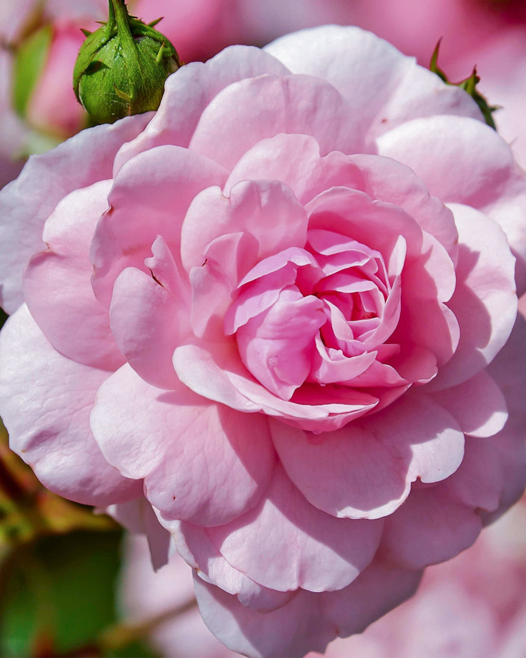 An open pink Taif rose in full bloom