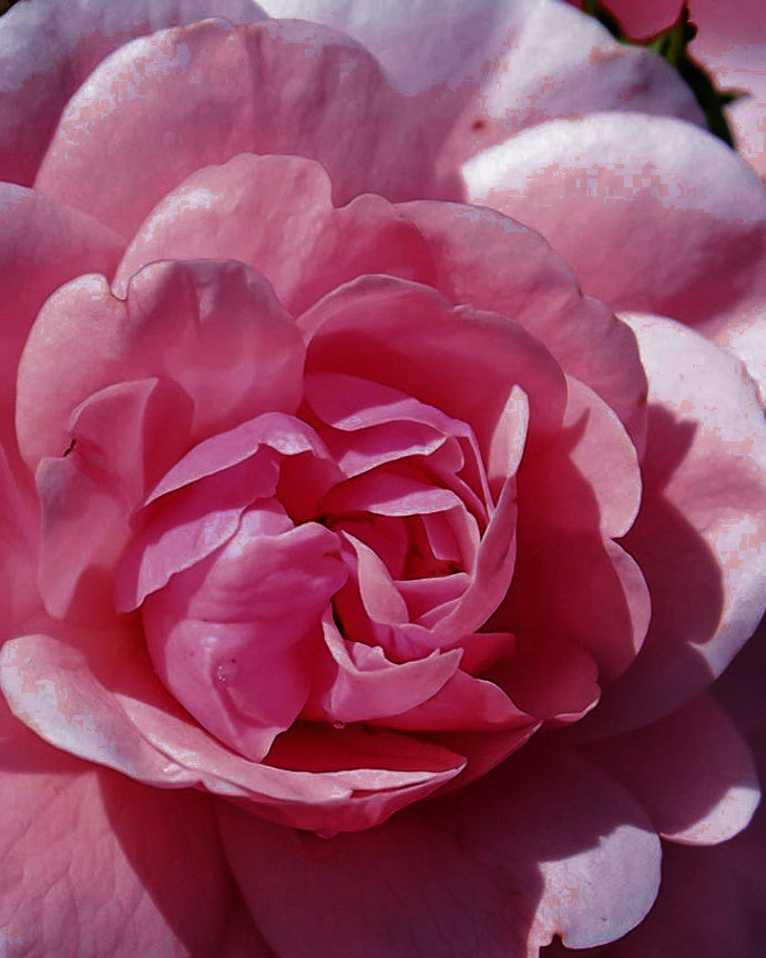 A deep pink Taif rose in full bloom