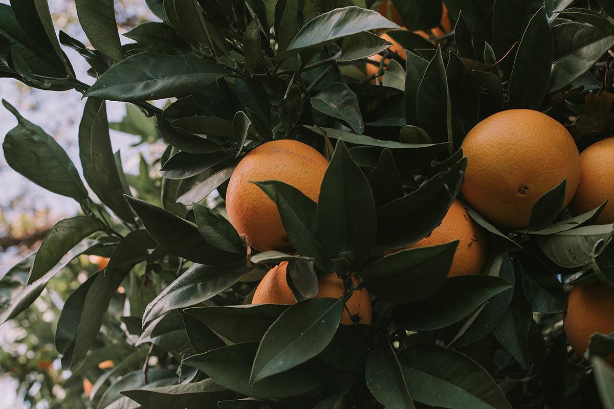Raise your vibrations with a citrus scent - LUMIRA