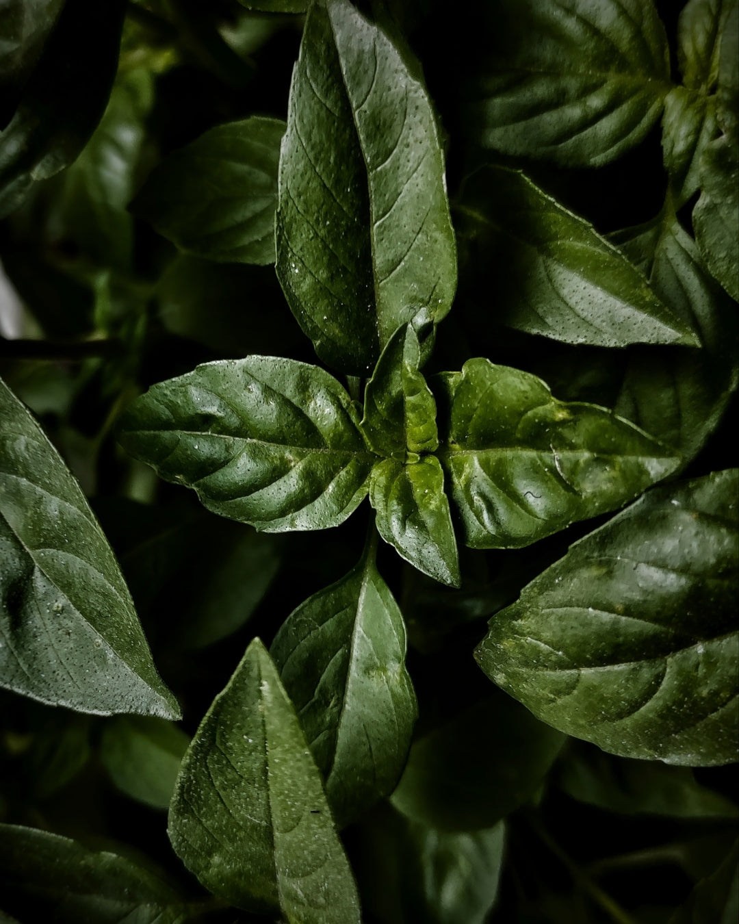 Dark green basil leaves in close-up