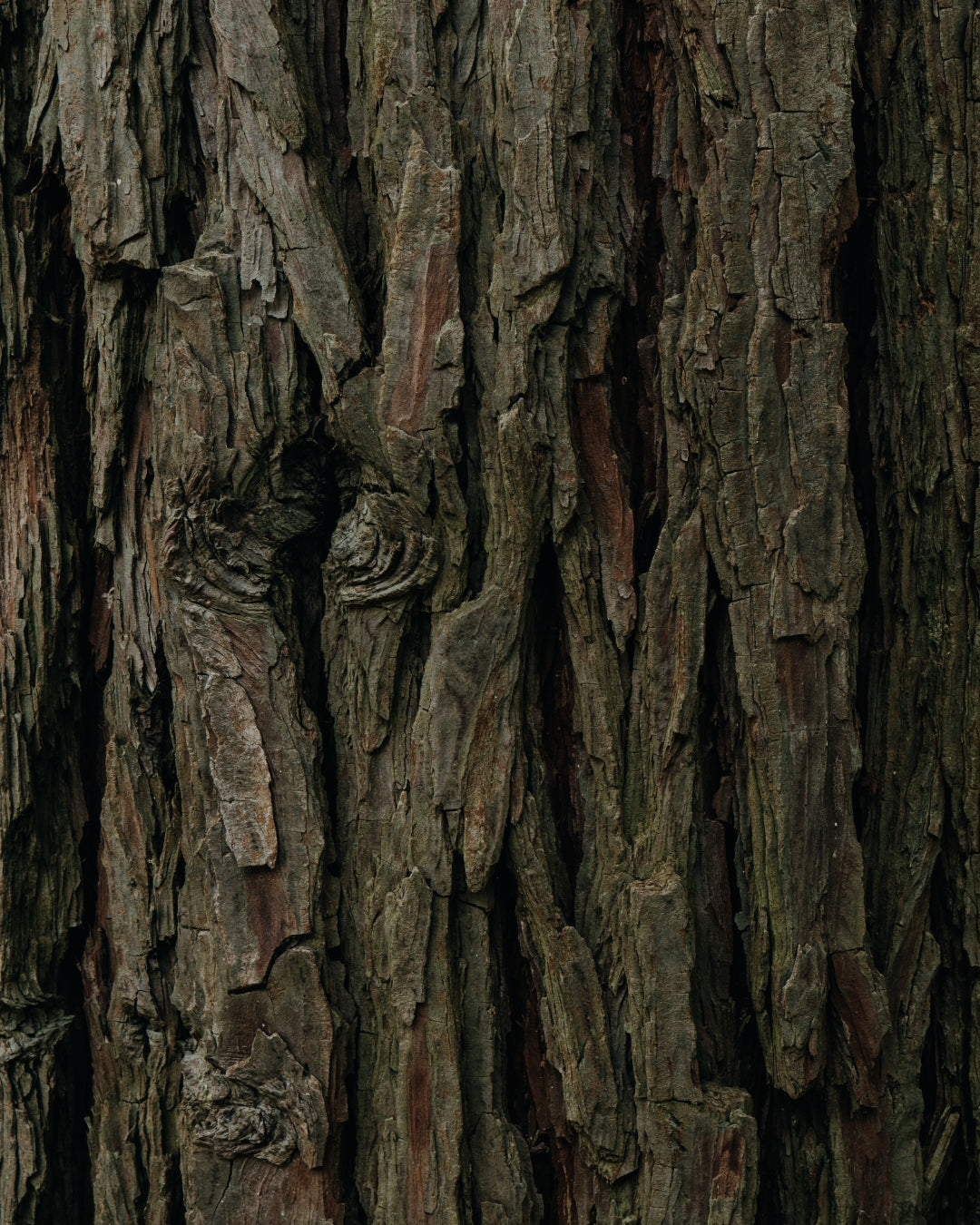 Deeply furrowed bark on a cedar trunk