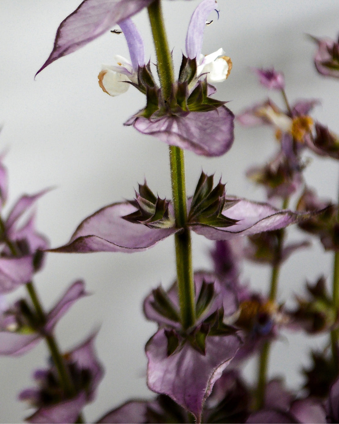 Flowering clary sage, purple bracts on grey-green stems