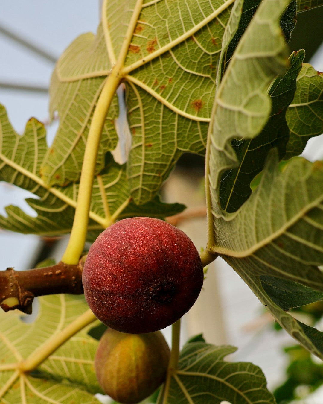 A ripe fig on the branch among broad green fig leaves