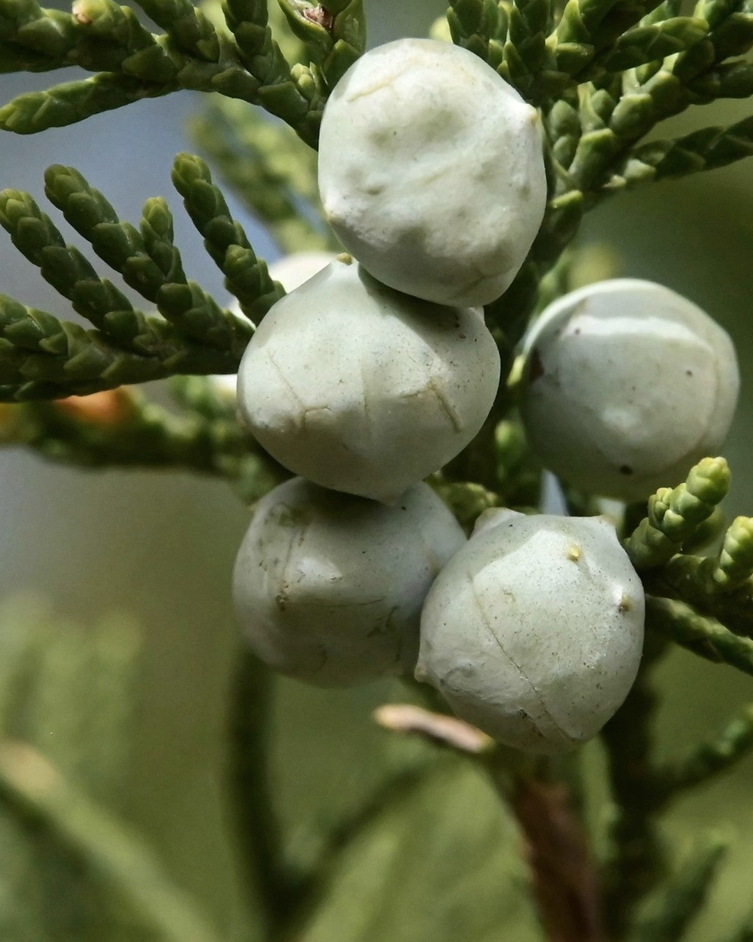 Pale blue-green juniper berries on a conifer sprig