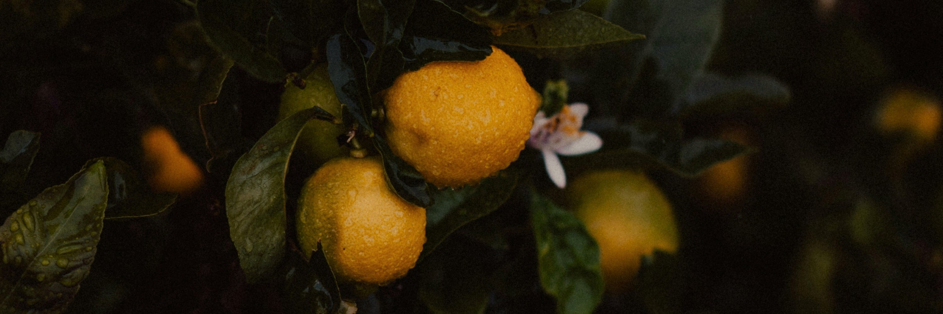 LUMIRA Citrus Fragrance Family