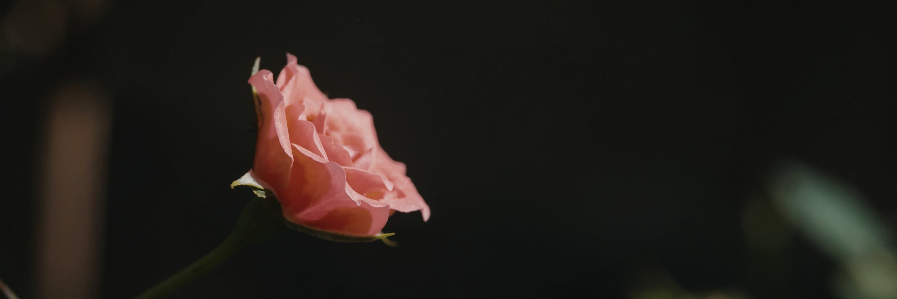 LUMIRA Shop by Mood In Bloom