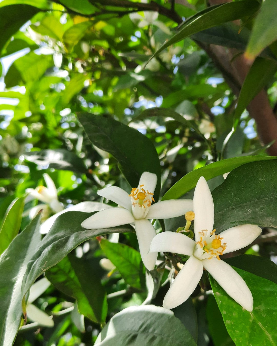 White neroli blossom on a bitter orange branch