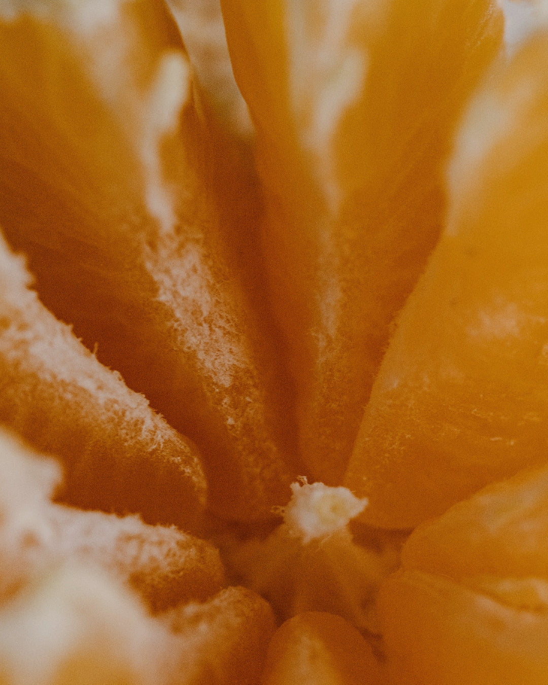 The vivid flesh of an orange in close-up