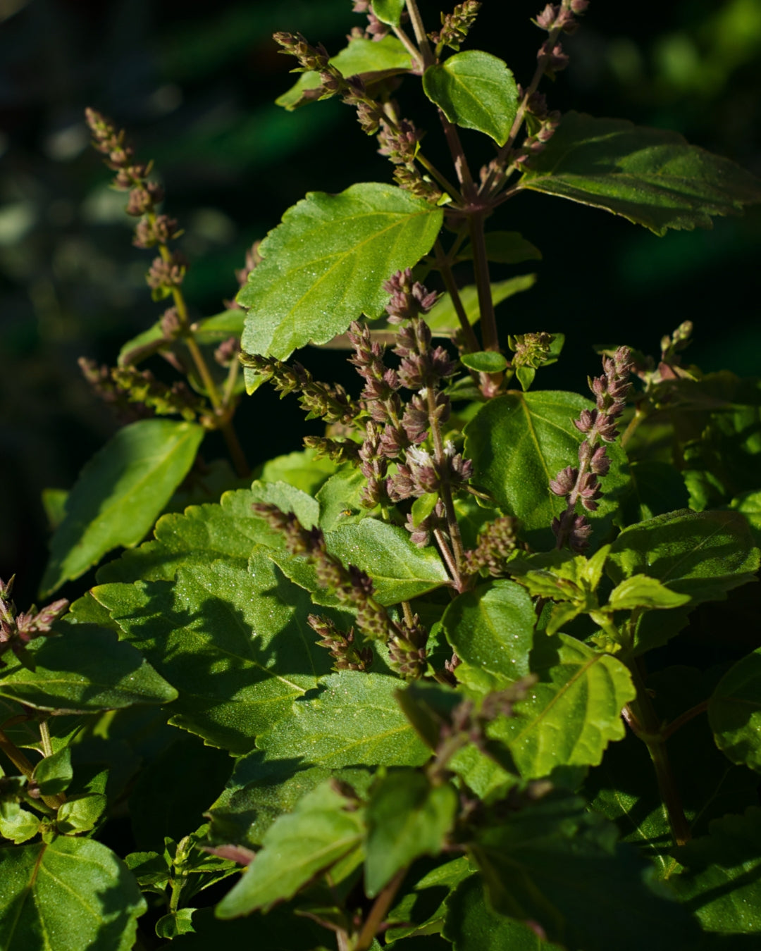 Green patchouli leaves with slender purple flower spikes