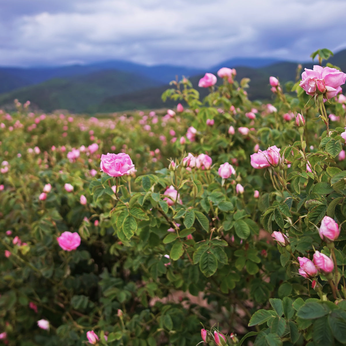 Persian Rose Garden