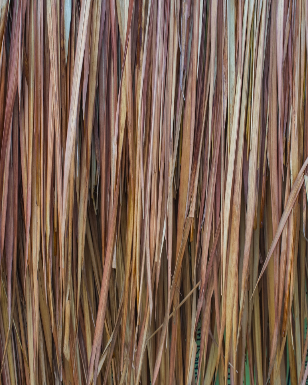 A bundle of fine straw-coloured vetiver roots