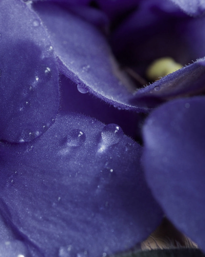 Deep purple petals in close-up