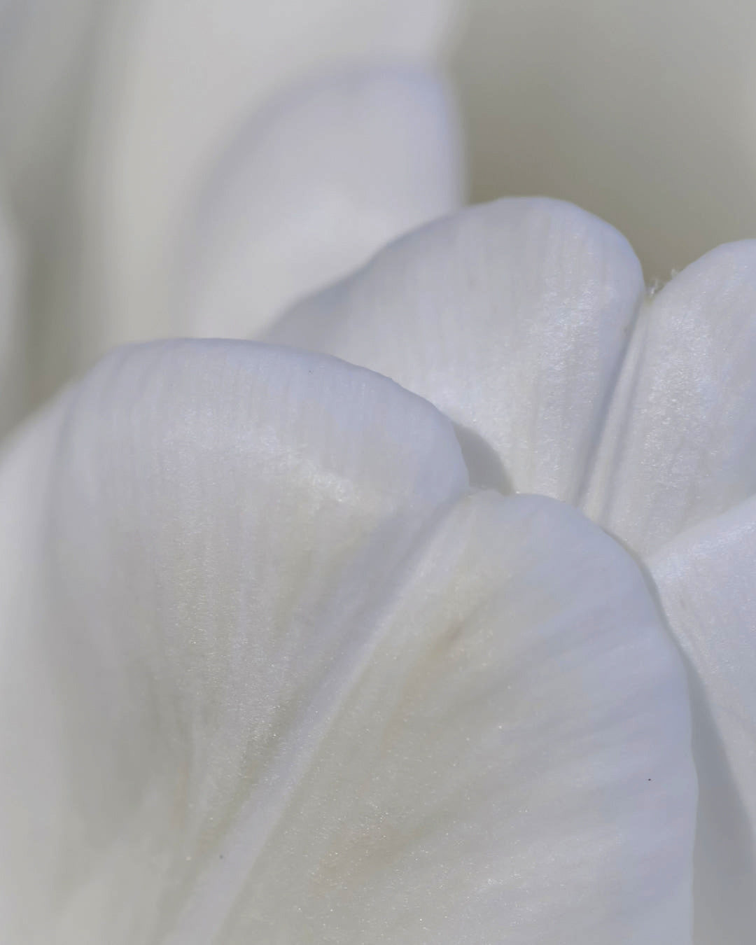 Soft white petals in close-up