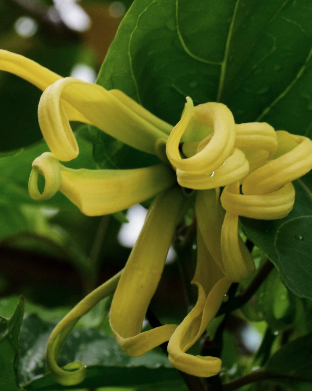 Yellow ylang ylang flowers with drooping ribbon-like petals